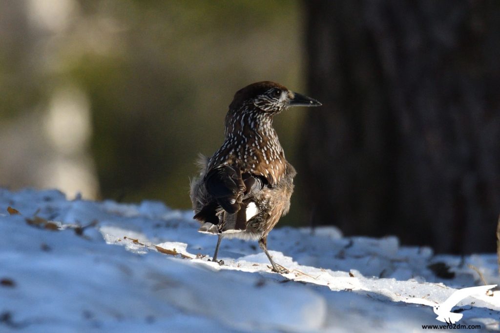 Cassenoix moucheté - vero2dm.com - photographe animalier - oiseaux - biodiversité