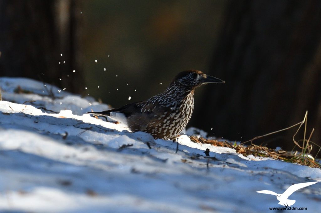 Cassenoix moucheté - vero2dm.com - photographe animalier - oiseaux - biodiversité