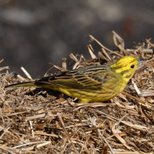 Bruant jaune - vero2dm.com - photographe animalier - oiseaux - biodiversité