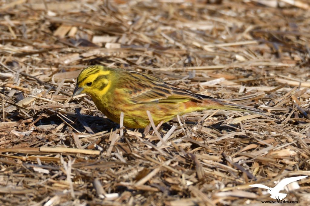Bruant jaune - vero2dm.com - photographe animalier - oiseaux - biodiversité