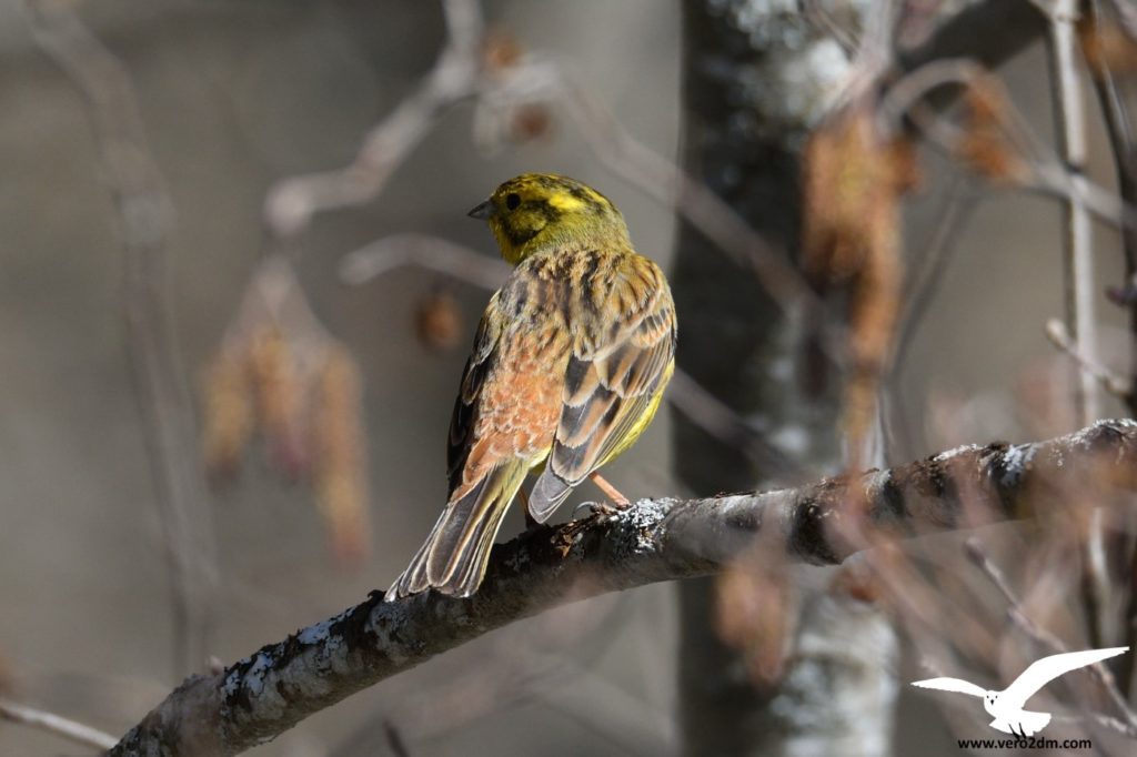 Bruant jaune - vero2dm.com - photographe animalier - oiseaux - biodiversité