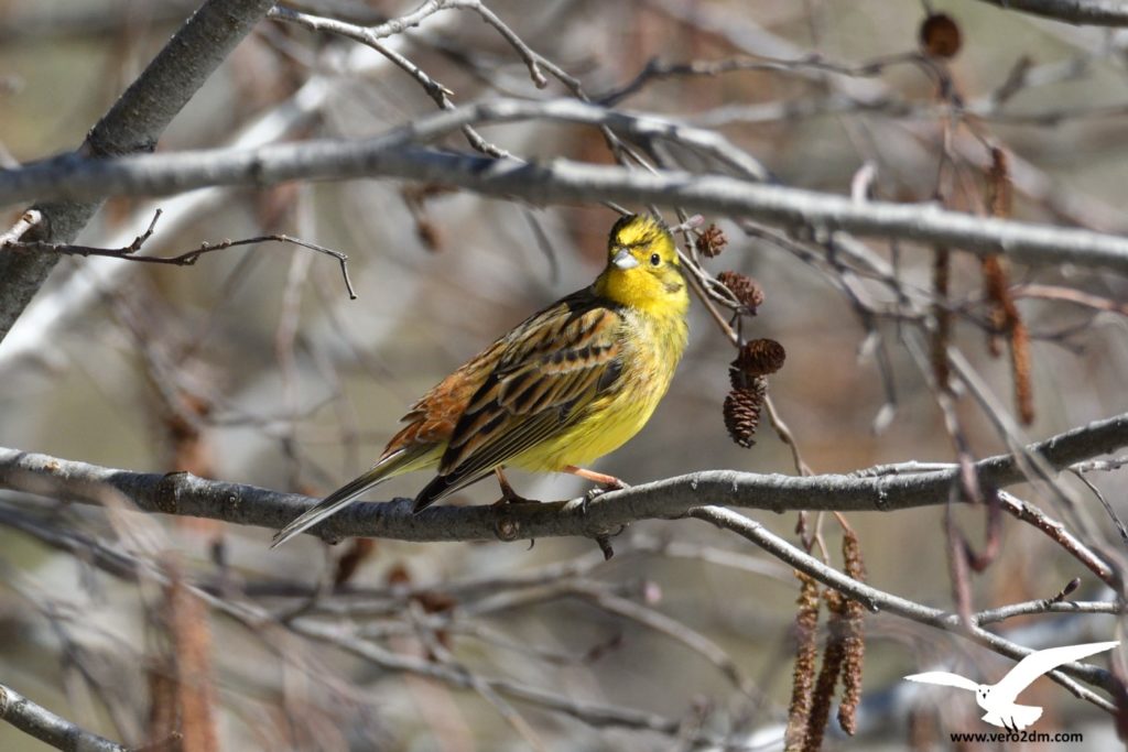 Bruant jaune - vero2dm.com - photographe animalier - oiseaux - biodiversité