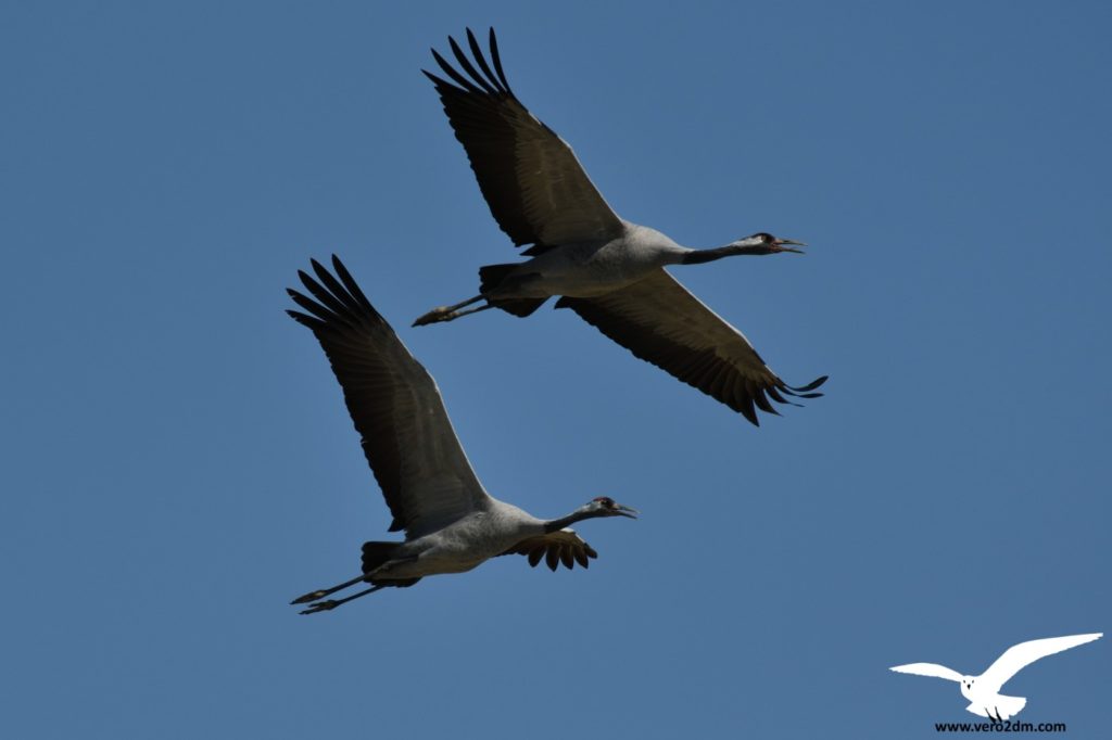 Grue cendrée - vero2dm.com - photographe animalier - oiseaux - biodiversité