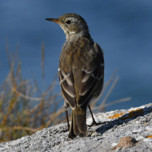 Pipit maritime - vero2dm.com - photographe animalier - oiseaux - biodiversité