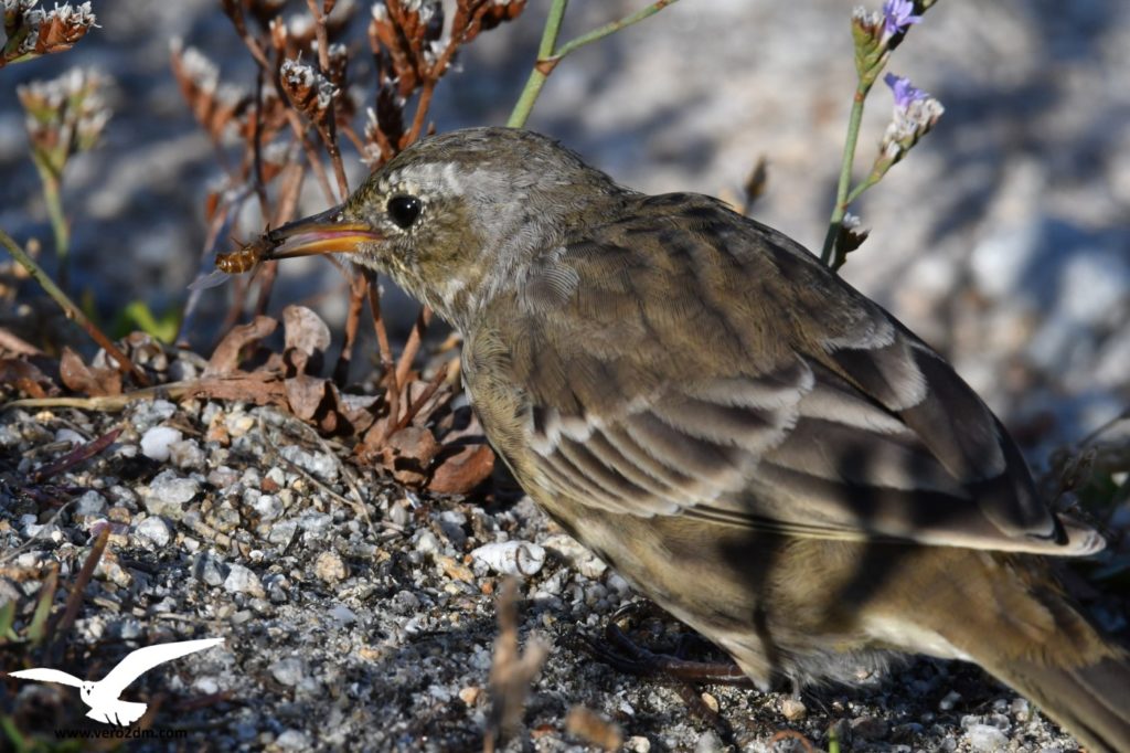 Pipit maritime - vero2dm.com - photographe animalier - oiseaux - biodiversité