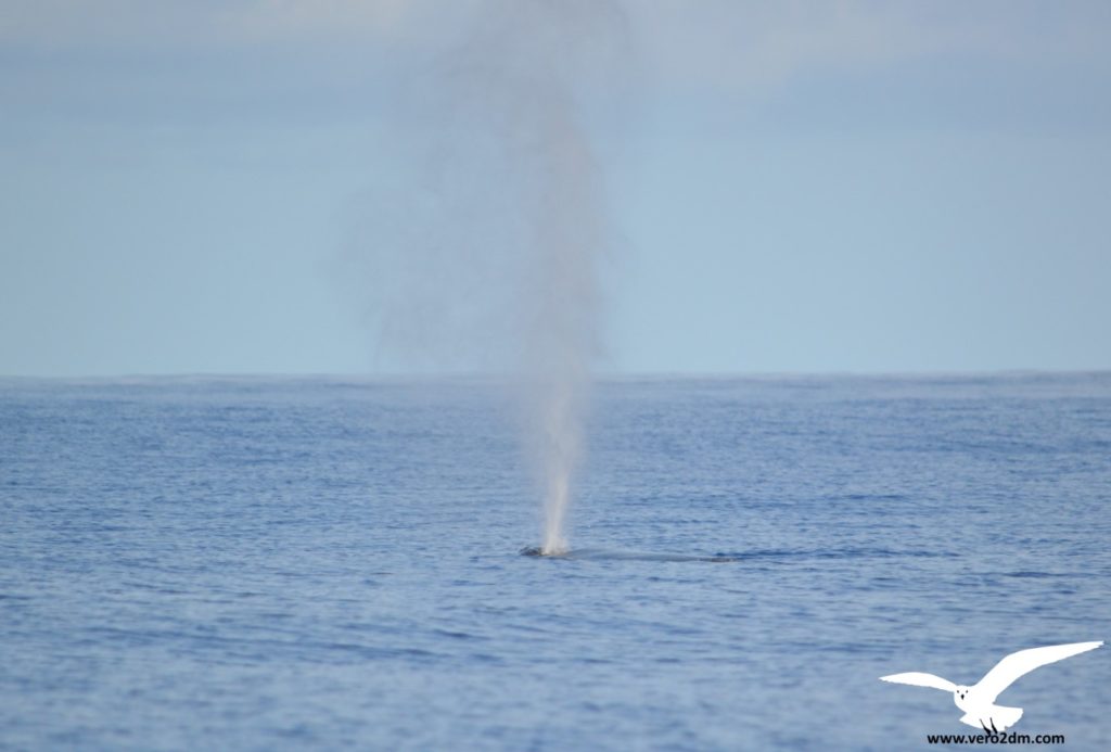 Baleine à bosse - vero2dm.com - photographe animalier - oiseaux - biodiversité