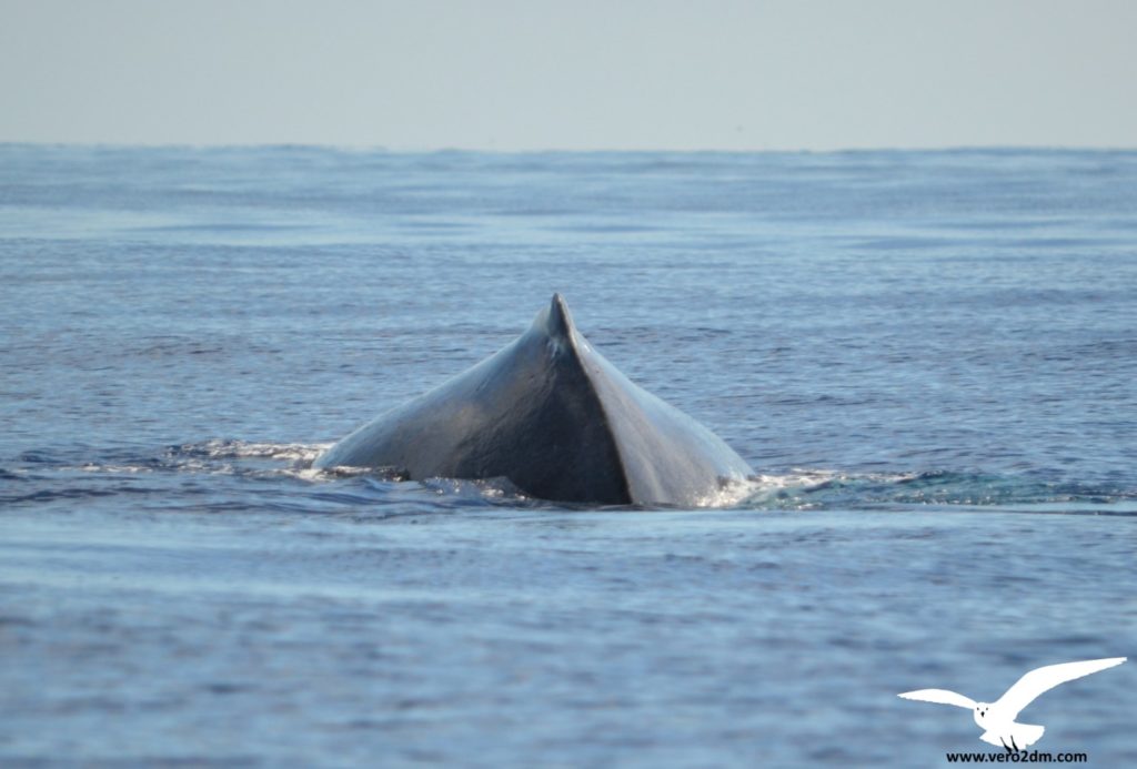 Baleine à bosse - vero2dm.com - photographe animalier - oiseaux - biodiversité