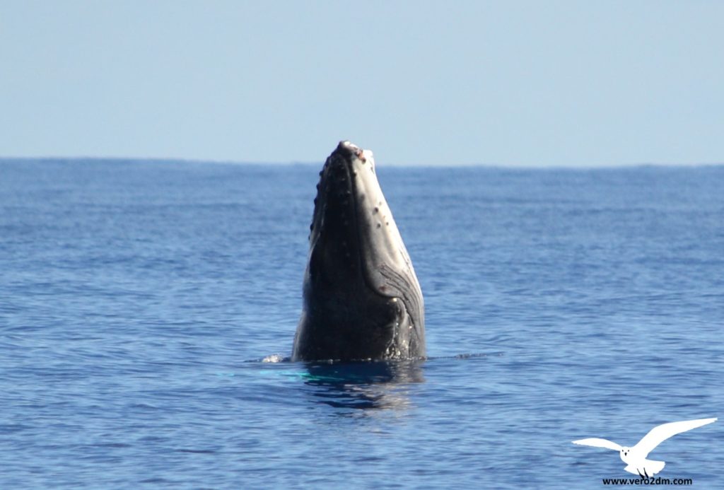 Baleine à bosse - vero2dm.com - photographe animalier - oiseaux - biodiversité