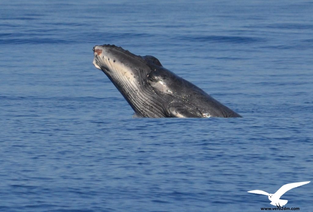 Baleine à bosse - vero2dm.com - photographe animalier - oiseaux - biodiversité