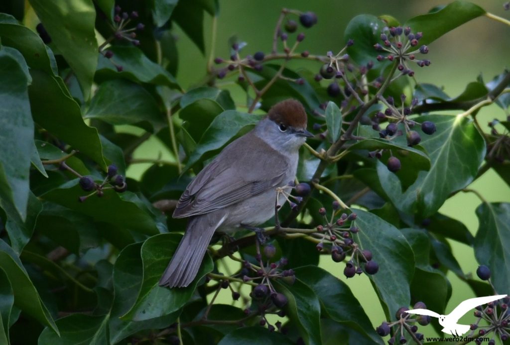 Fauvette à tête noire - vero2dm.com - photographe animalier - oiseaux - biodiversité