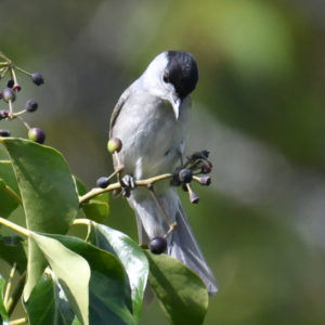 Fauvette à tête noire - vero2dm.com - photographe animalier - oiseaux - biodiversité