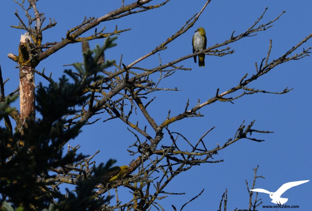 Loriot d'Europe - vero2dm.com - photographe animalier - oiseaux - biodiversité