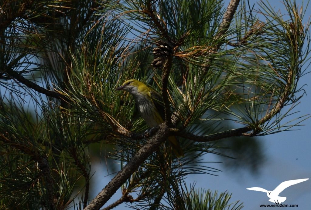 Loriot d'Europe - vero2dm.com - photographe animalier - oiseaux - biodiversité