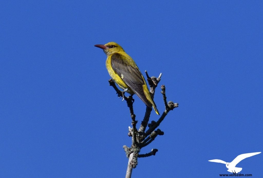 Loriot d'Europe - vero2dm.com - photographe animalier - oiseaux - biodiversité