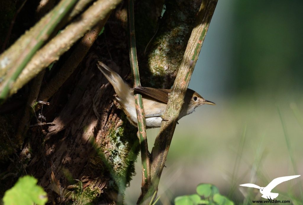 Fauvette des jardins - vero2dm.com - photographe animalier - oiseaux - biodiversité