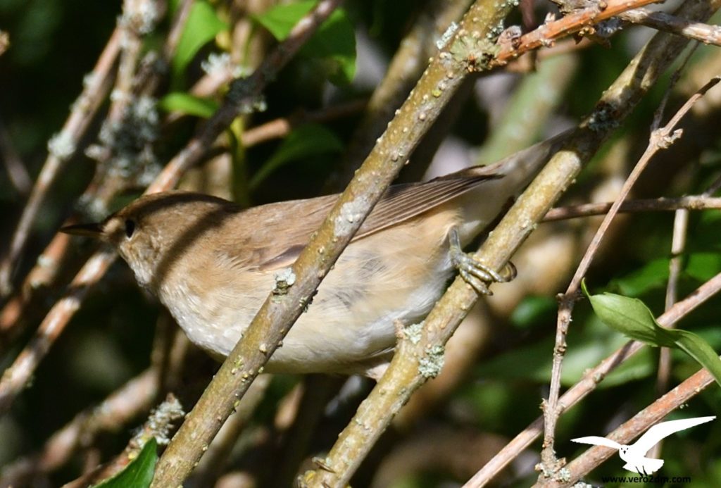 Fauvette des jardins - vero2dm.com - photographe animalier - oiseaux - biodiversité