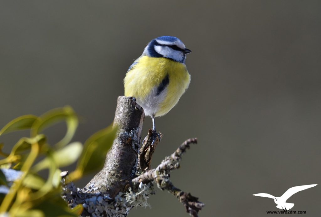 Mésange bleue - vero2dm.com - photographe animalier - oiseaux - biodiversité