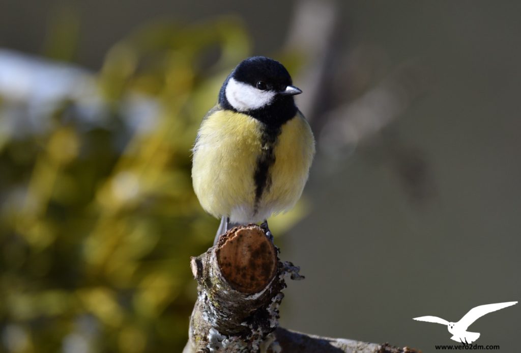 Mésange charbonnière - vero2dm.com - photographe animalier - oiseaux - biodiversité