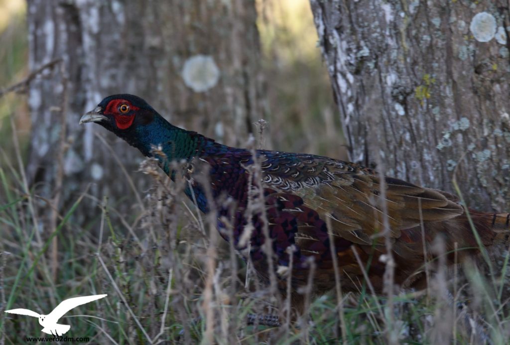 Faisan de Colchide - vero2dm.com - photographe animalier - oiseaux - biodiversité