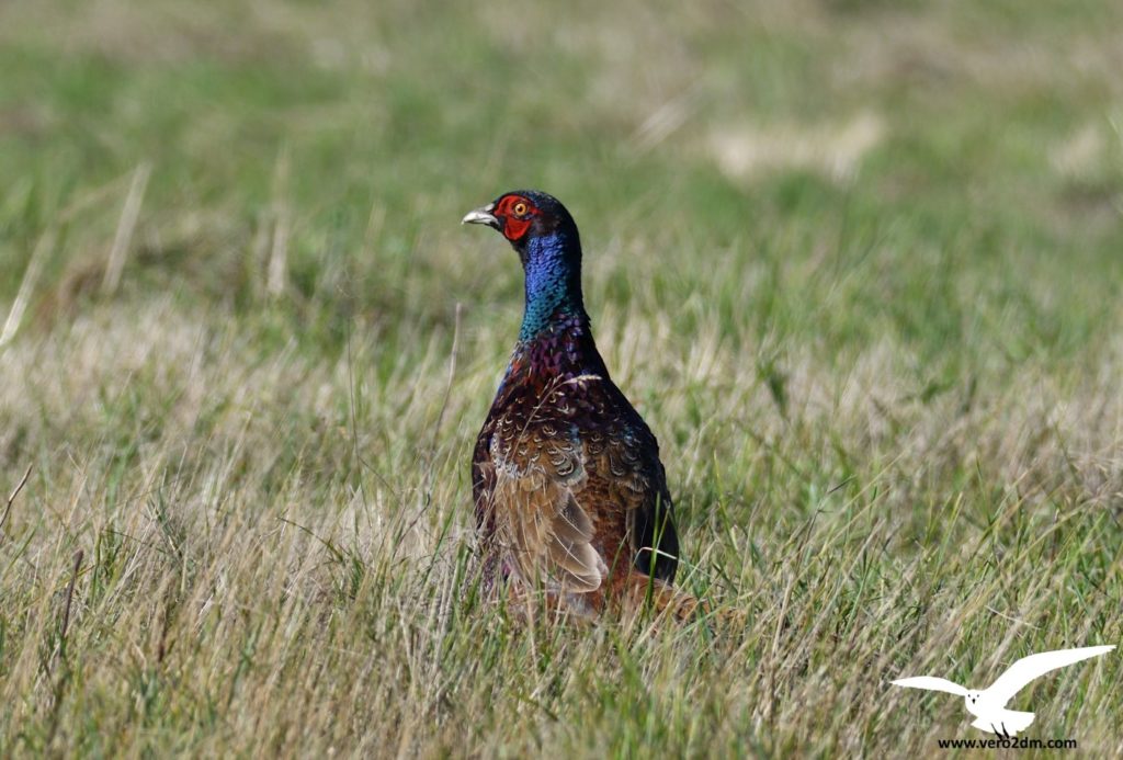 Faisan de Colchide - vero2dm.com - photographe animalier - oiseaux - biodiversité