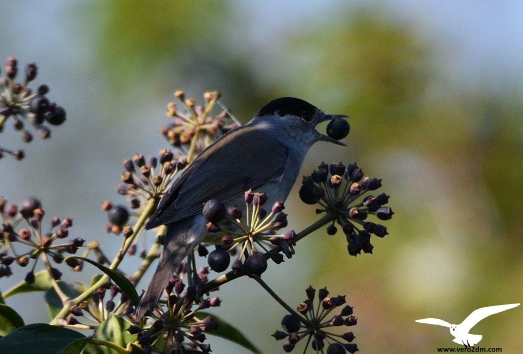 Fauvette à tête noire - vero2dm.com - photographe animalier - oiseaux - biodiversité