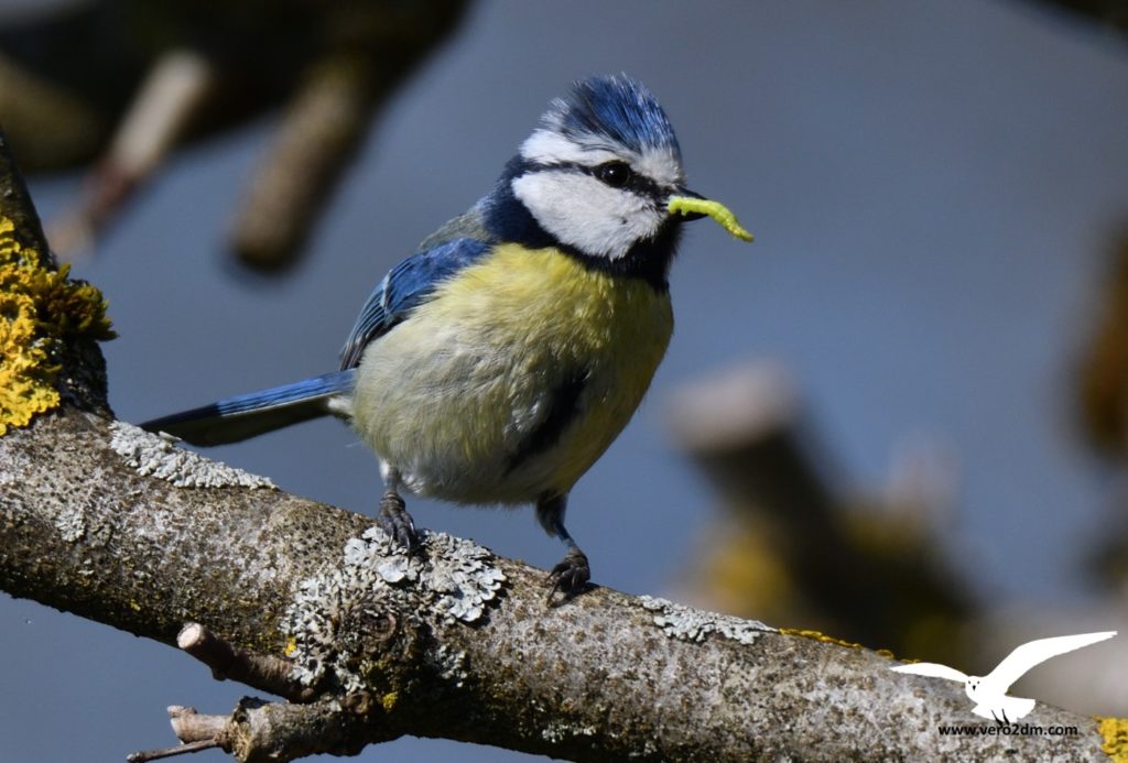Mésange bleue - vero2dm.com - photographe animalier - oiseaux - biodiversité