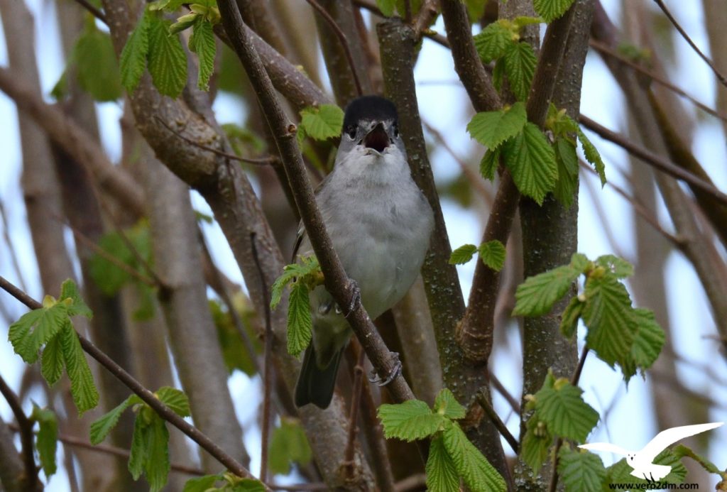 Fauvette à tête noire - vero2dm.com - photographe animalier - oiseaux - biodiversité