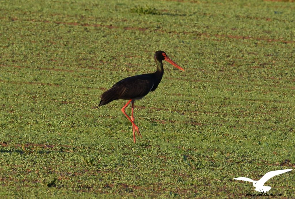 Cigogne noire - vero2dm.com - photographe animalier - oiseaux - biodiversité