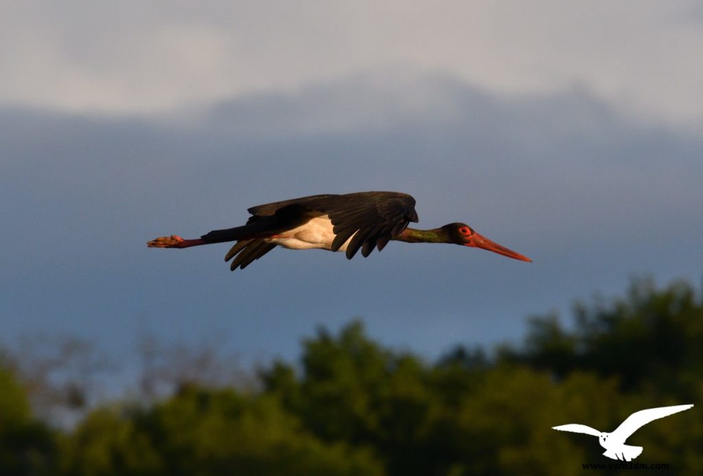 Cigogne noire - vero2dm.com - photographe animalier - oiseaux - biodiversité