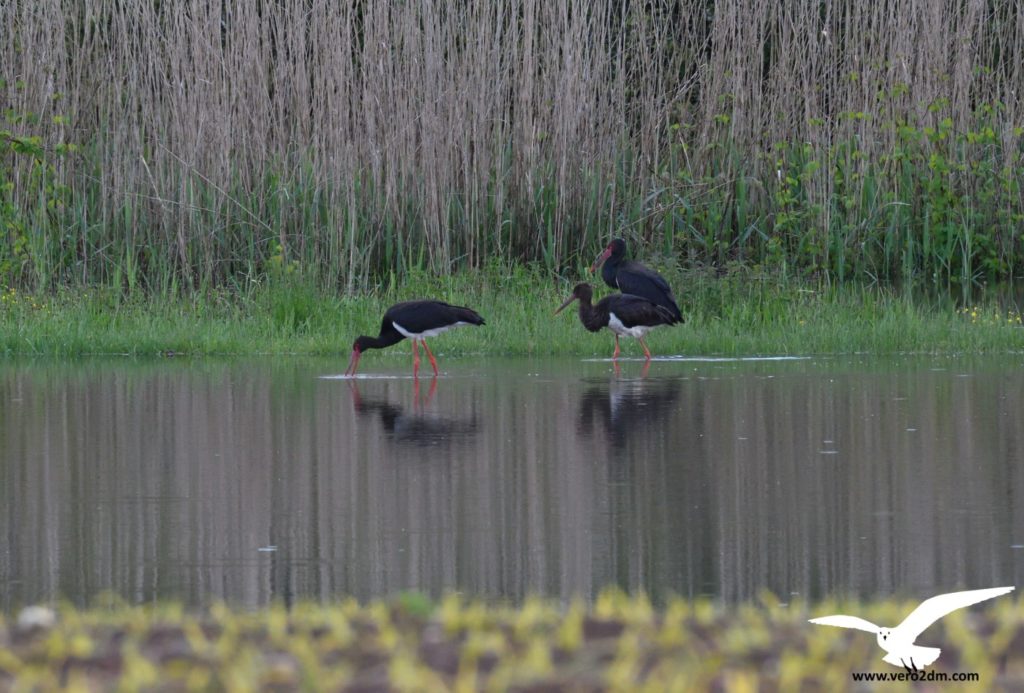 Cigogne noire - vero2dm.com - photographe animalier - oiseaux - biodiversité