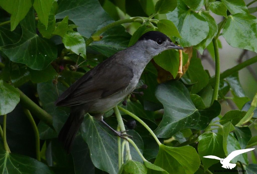 Fauvette à tête noire - vero2dm.com - photographe animalier - oiseaux - biodiversité