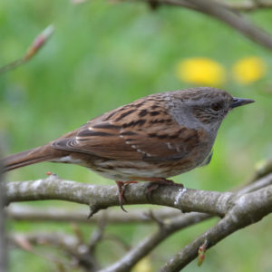 Accenteur mouchet - vero2dm.com - photographe animalier - oiseaux - biodiversité