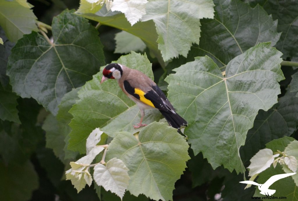 Chardonneret élégant - vero2dm.com - photographe animalier - oiseaux - biodiversité