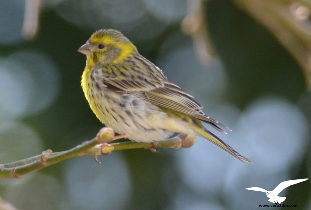 Serin cini vero2dm.com - photographe animalier - oiseaux - biodiversité