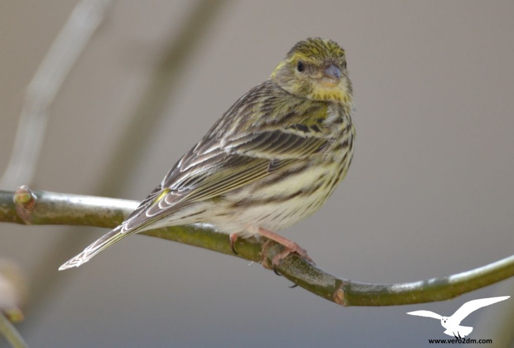 Serin cini vero2dm.com - photographe animalier - oiseaux - biodiversité