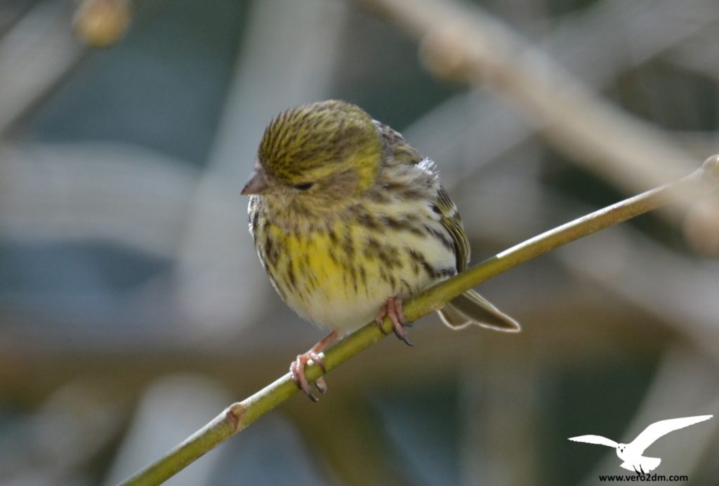 Serin cini vero2dm.com - photographe animalier - oiseaux - biodiversité