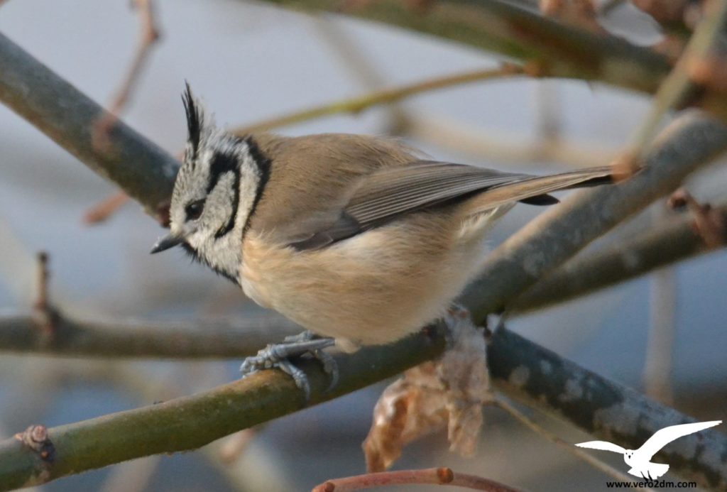 Mésange huppée - vero2dm.com - photographe animalier - oiseaux - biodiversité