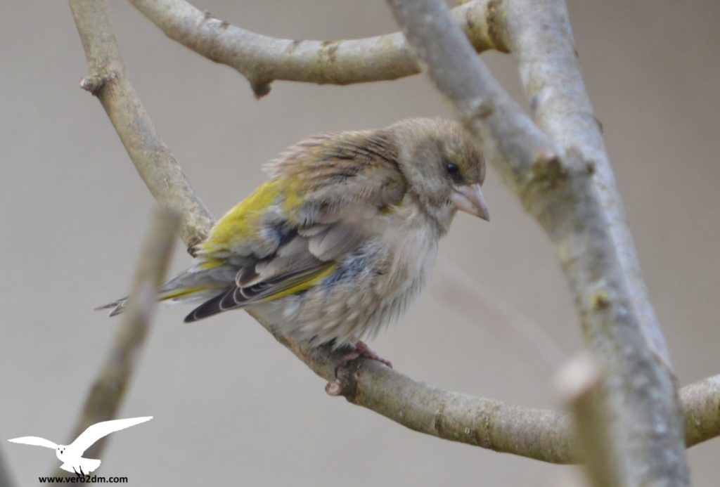 Serin cini vero2dm.com - photographe animalier - oiseaux - biodiversité