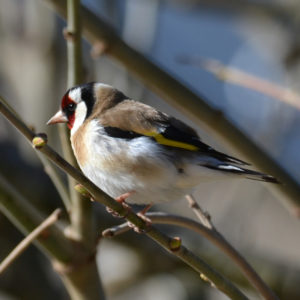 Chardonneret élégant - vero2dm.com - photographe animalier - oiseaux - biodiversité