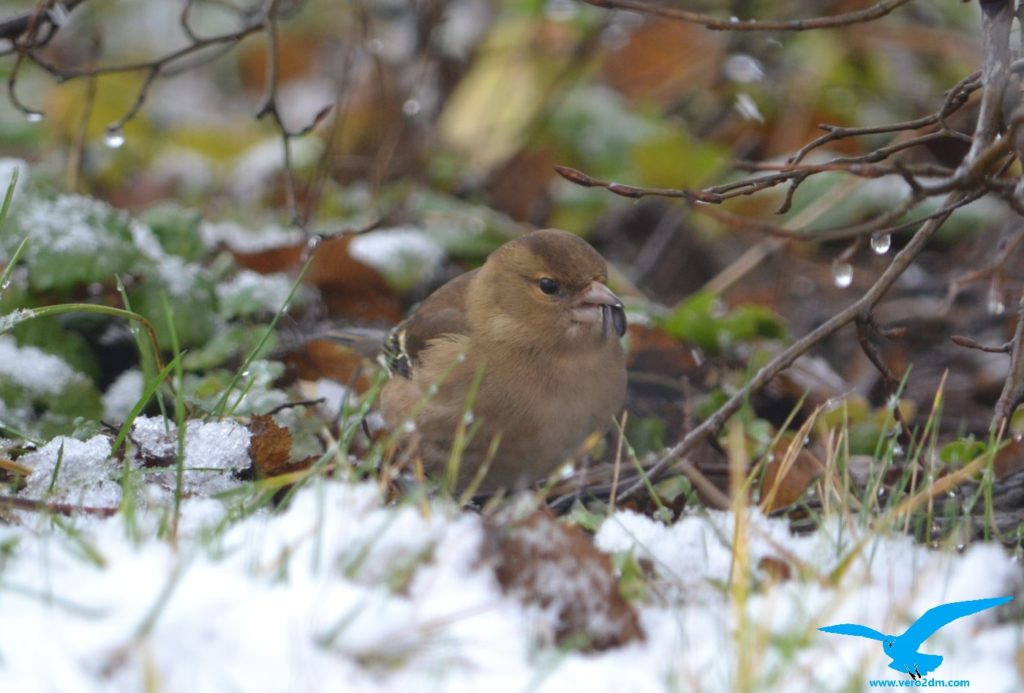 Pinson des arbres - vero2dm photographe animalier oiseaux nature biodiversité