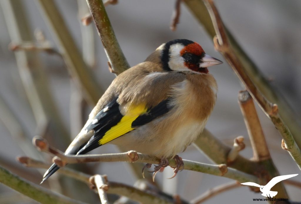 Chardonneret élégant - vero2dm.com - photographe animalier - oiseaux - biodiversité