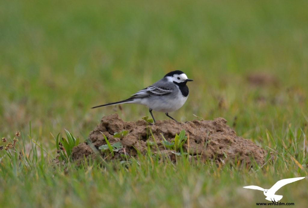 Bergeronnette grise - vero2dm.com - photographe animalier - oiseaux - biodiversité