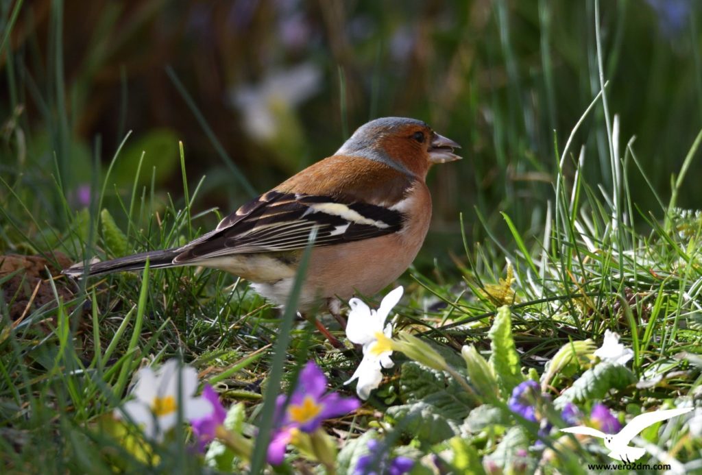 Pinson des arbres - vero2dm photographe animalier oiseaux nature biodiversité