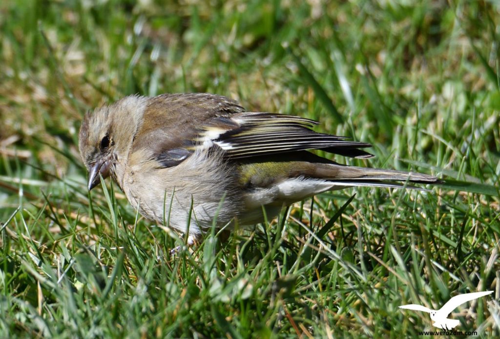 Pinson des arbres - vero2dm photographe animalier oiseaux nature biodiversité