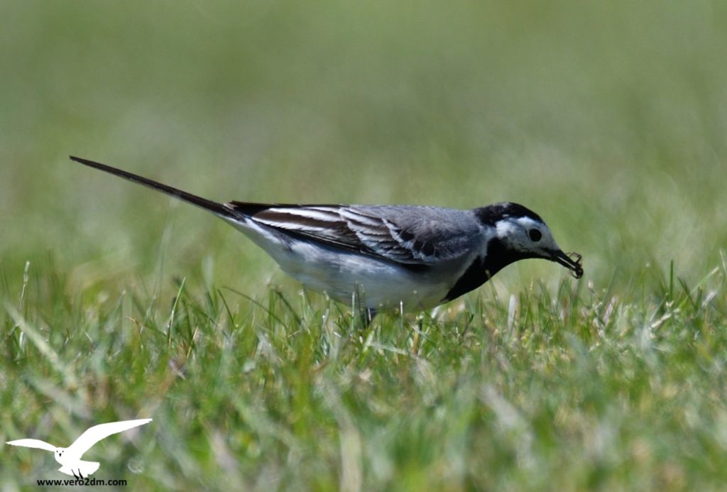 Bergeronnette grise - vero2dm.com - photographe animalier - oiseaux - biodiversité