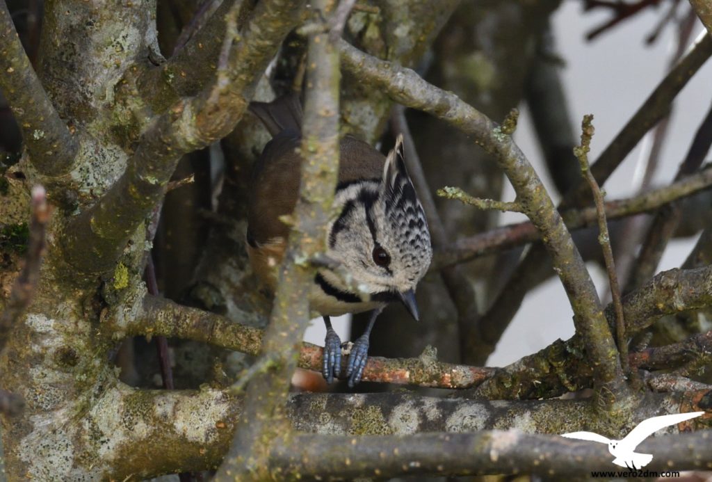 Mésange huppée - vero2dm.com - photographe animalier - oiseaux - biodiversité