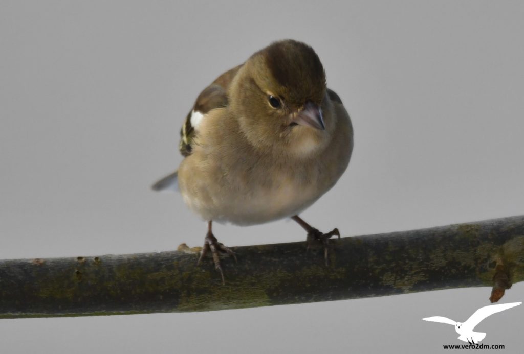 Pinson des arbres - vero2dm photographe animalier oiseaux nature biodiversité