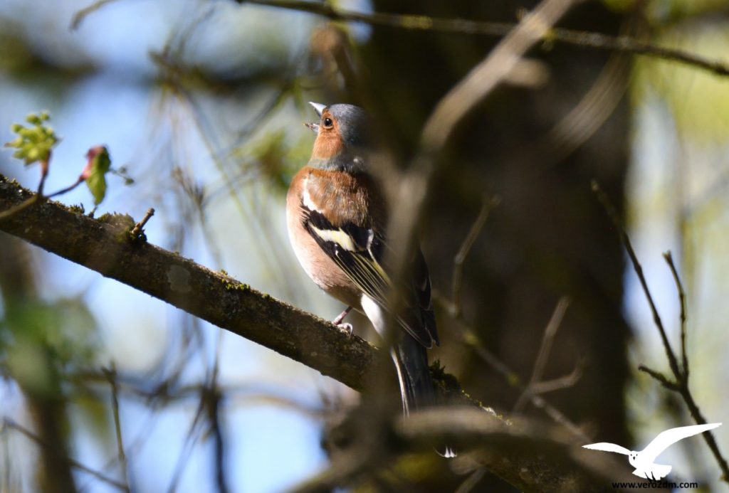 Pinson des arbres - vero2dm photographe animalier oiseaux nature biodiversité