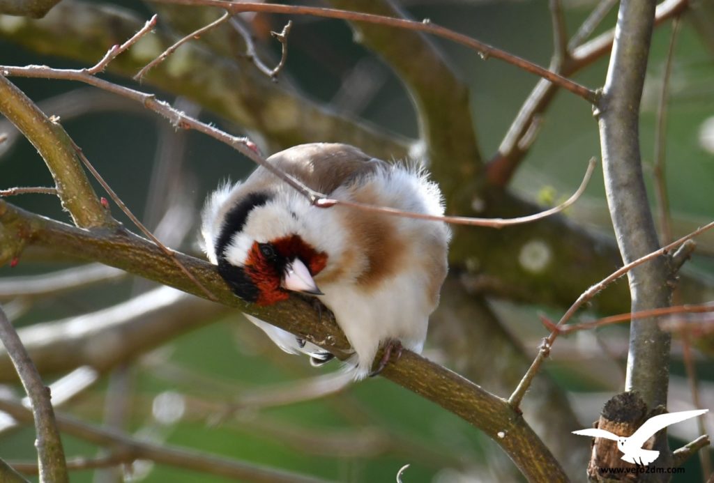 Chardonneret élégant - vero2dm.com - photographe animalier - oiseaux - biodiversité