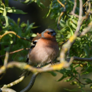 Pinson des arbres - vero2dm photographe animalier oiseaux nature biodiversité